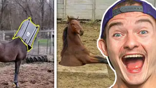  thumbnail: World's Funniest Animal Fails